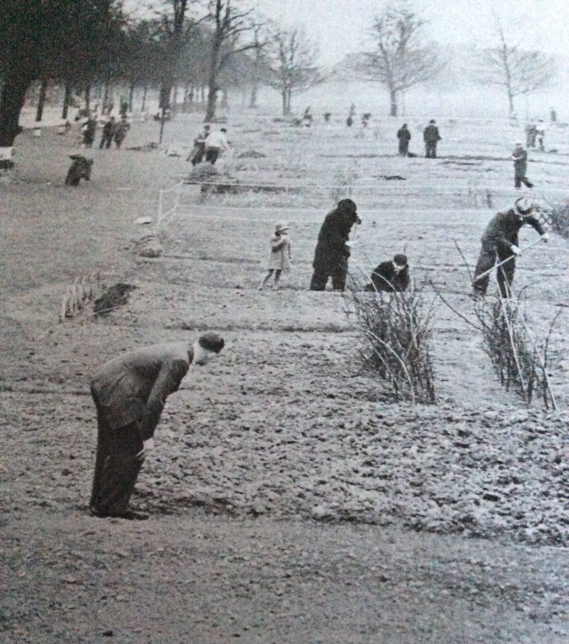 Digging For Victory In Local Park